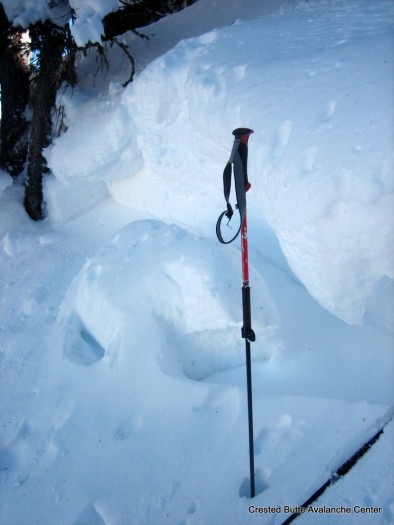 Crown height ~3.5 feet