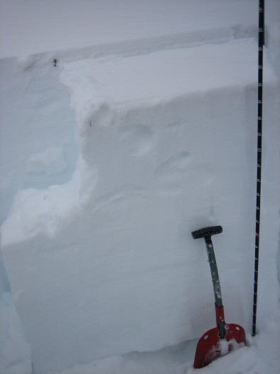 Snow profile. NW aspect NTL near Friends Hut